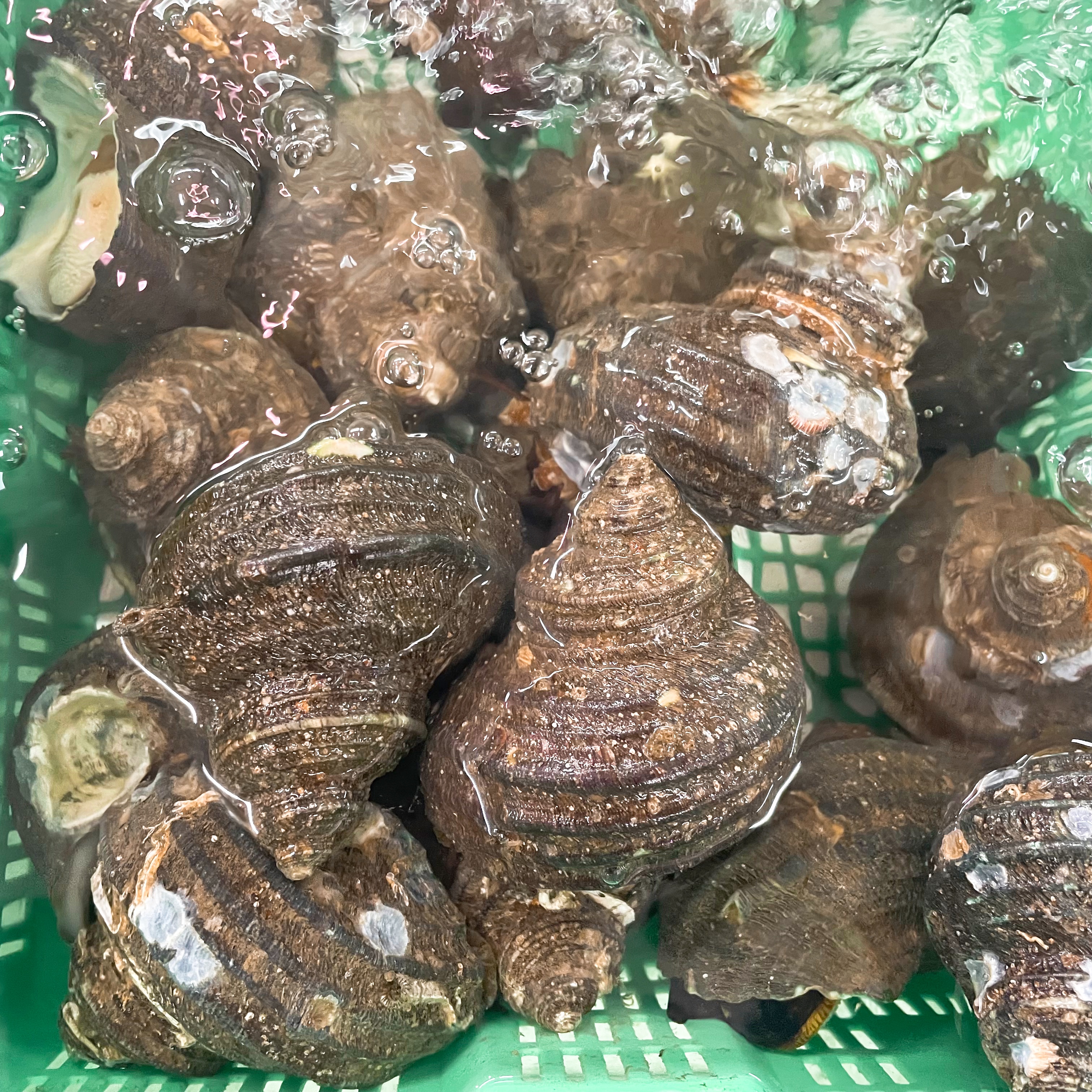 【活け】天然サザエ約150gサイズ　(不定貫)