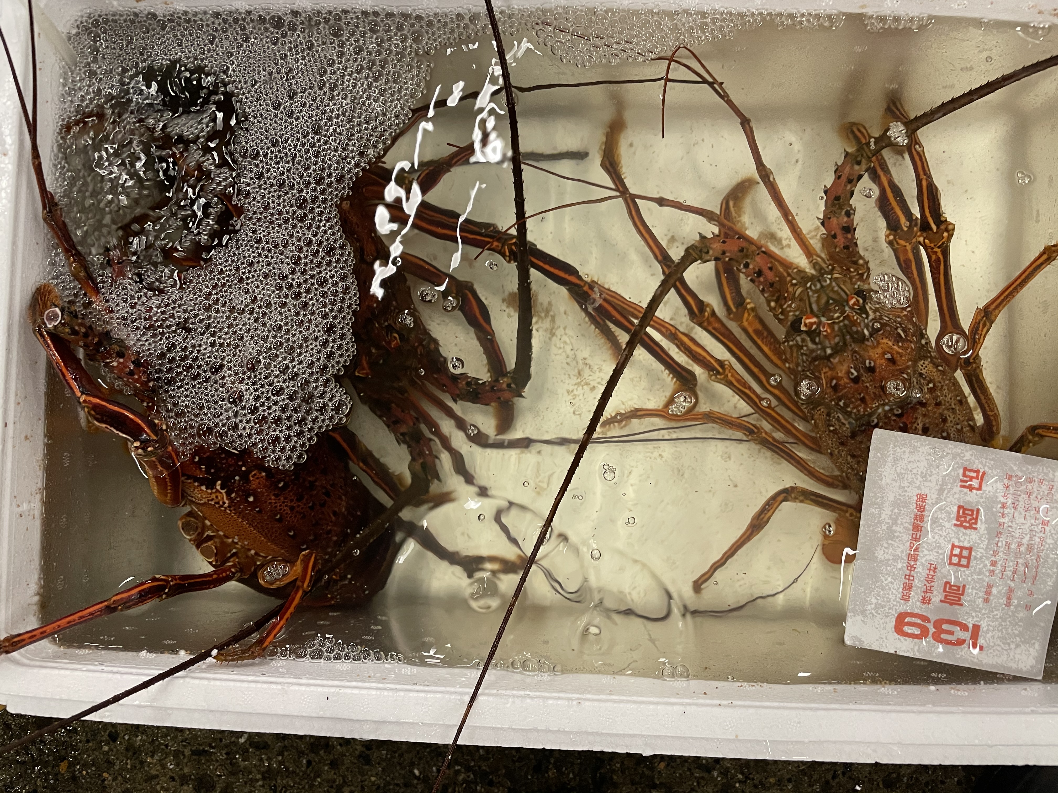 エビ カニ 飲食店専門 水産品仕入れ専門サイト