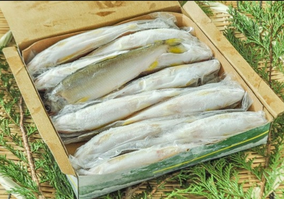 養殖鮎（１２尾）