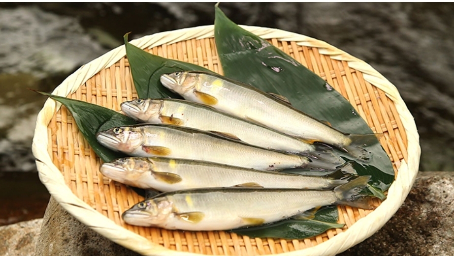 和良鮎　S