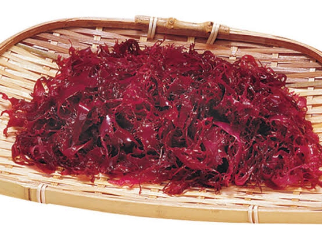 赤とさか（１ｋｇ）