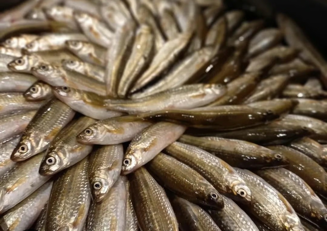 本もろこ（１ｋｇ）琵琶湖産
