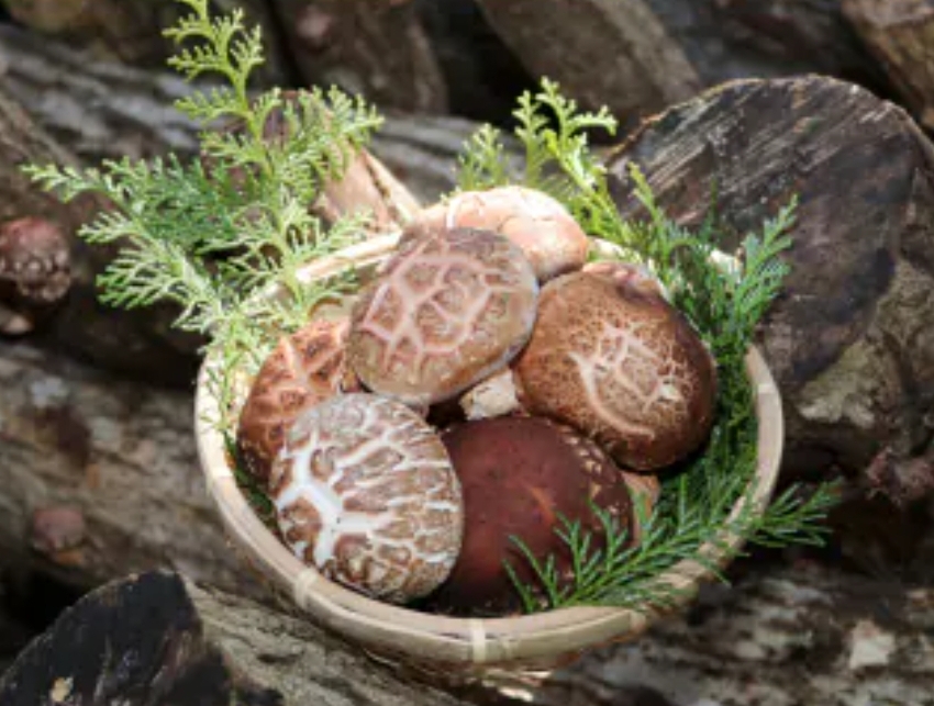 中国産　原木椎茸　1kg