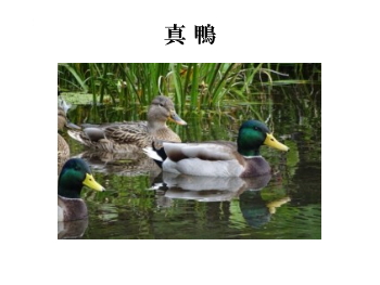 真 鴨