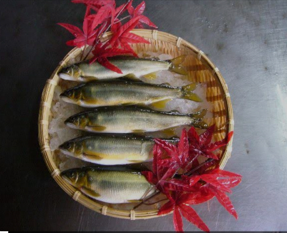 冷凍子持鮎　（８尾）和歌山産