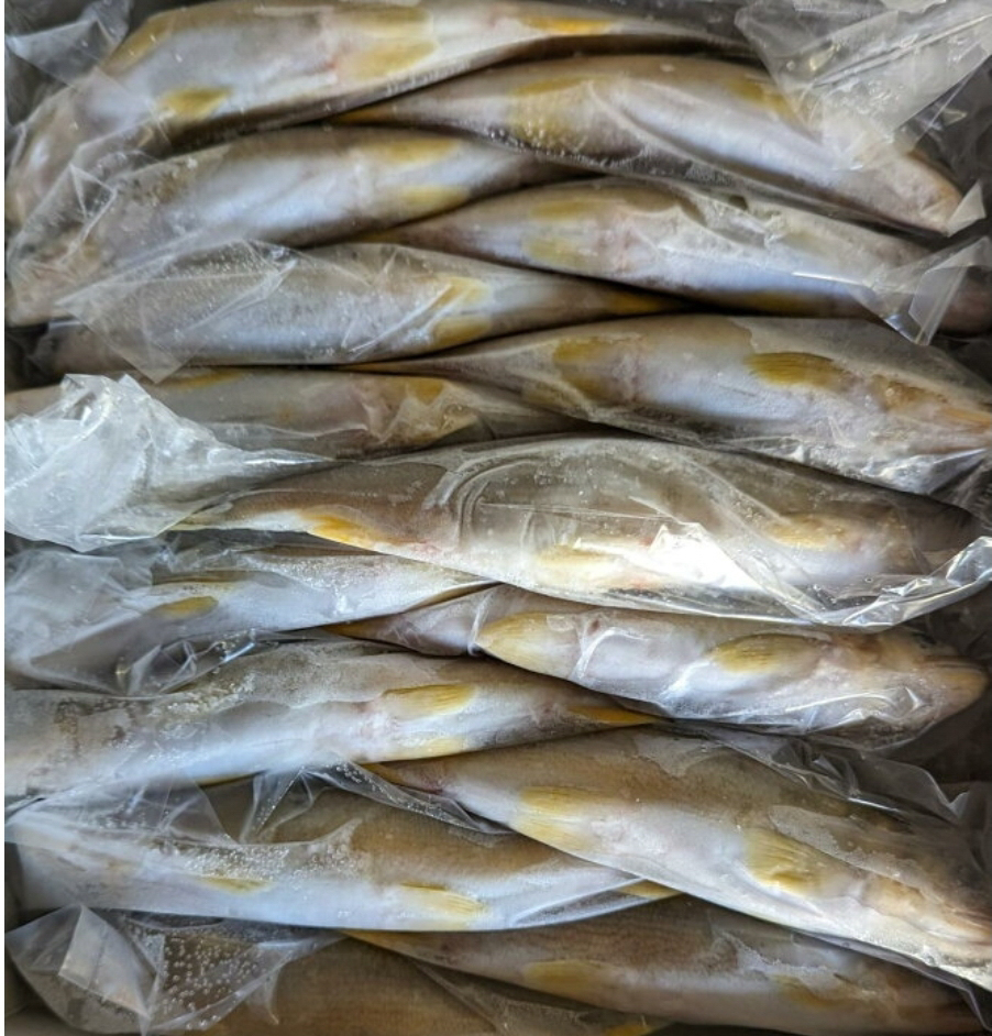 冷凍子持鮎（１ｋｇ）１４尾