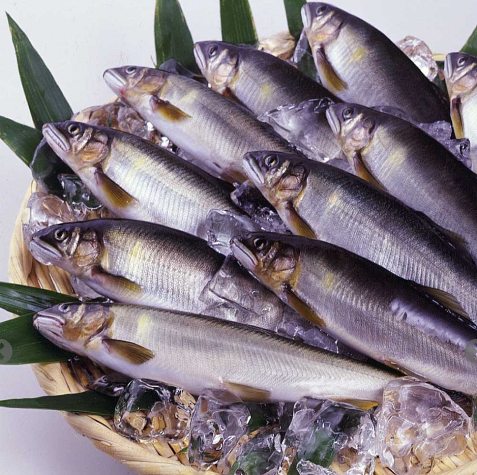 冷鮎　１２尾（１ｋｇ）　岐阜