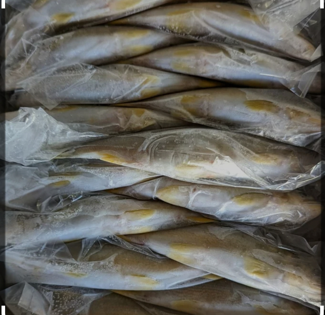 冷凍子持鮎（１２尾／１ｋｇ）