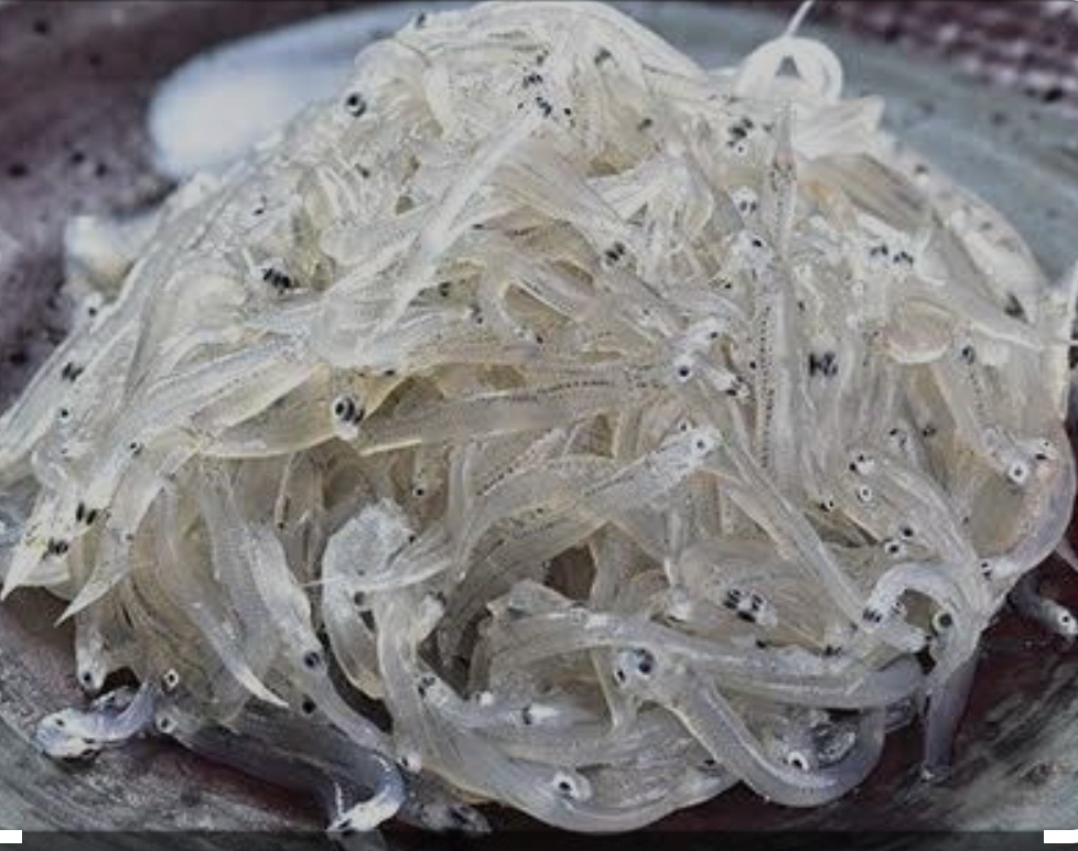 朝獲れ生しらす