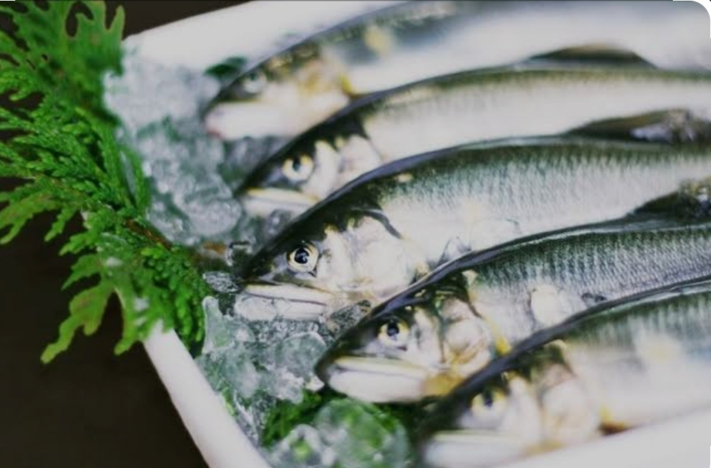 冷凍子持鮎［１ｋｇ］（１６尾）