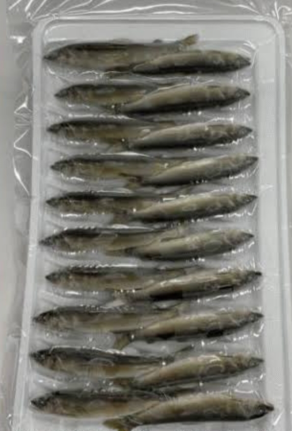 冷凍小鮎（２０尾）