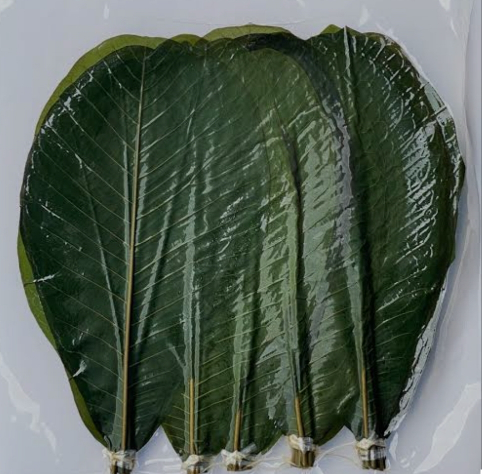 青朴葉　Ｌ　（５０枚）ＧＳ