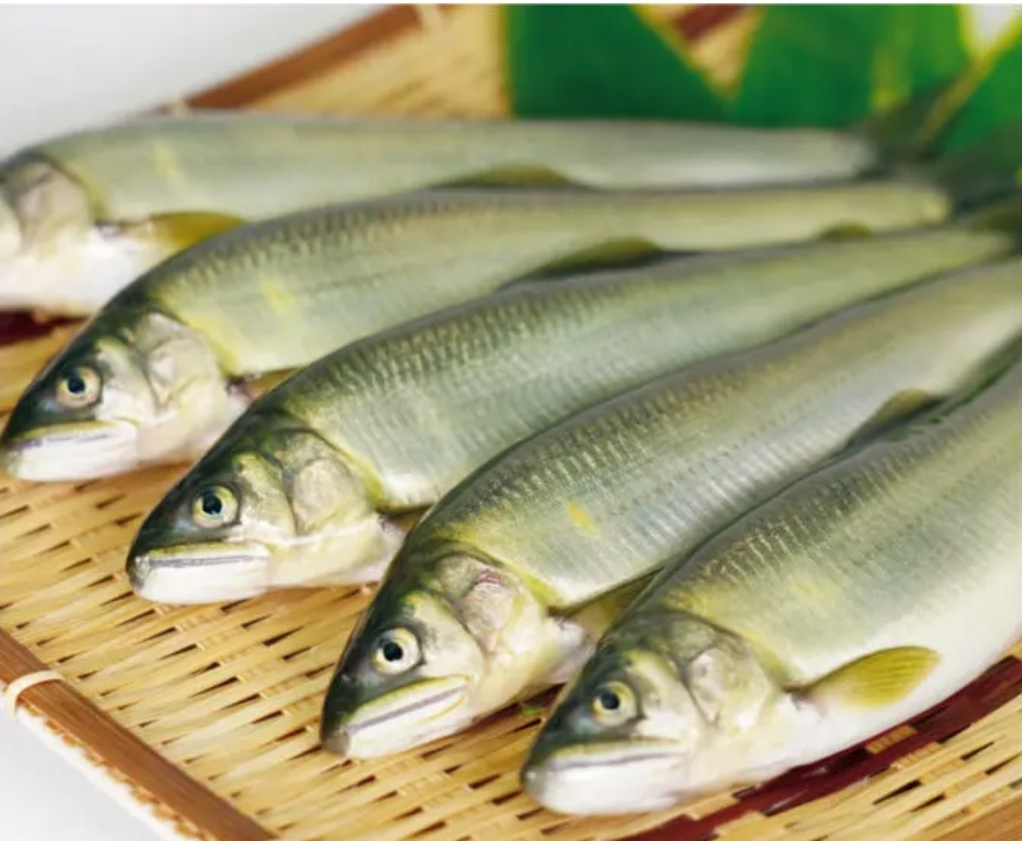 冷鮎　１６尾　（１ｋｇ）和歌山