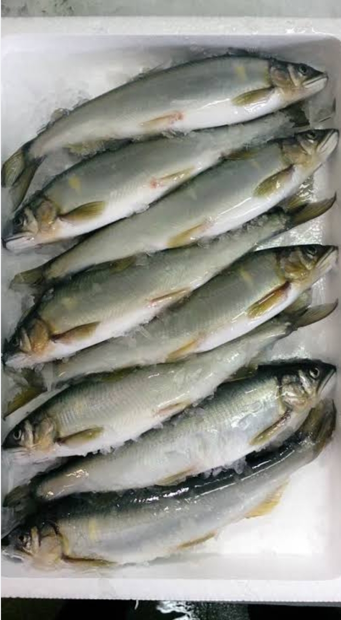 国産冷凍一級鮎（８尾／１ｋｇ）