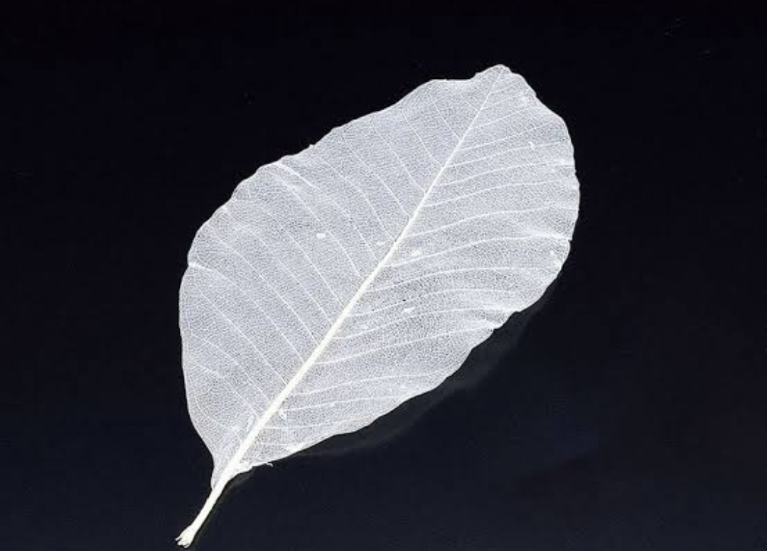 網朴葉　Ｓ　（５０枚）　Ｓ