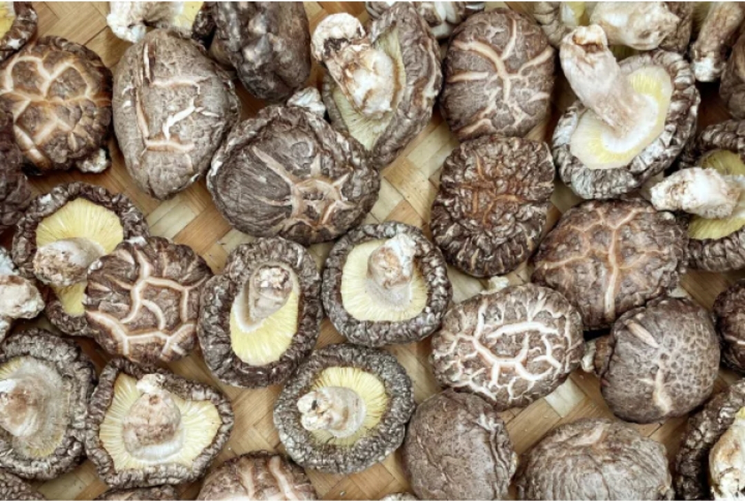 国産どんこ椎茸　［５ｃｍ］３００ｇ