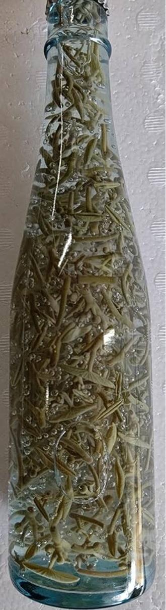 順才　Ｔ　（３００ｍｌ）Ｇ