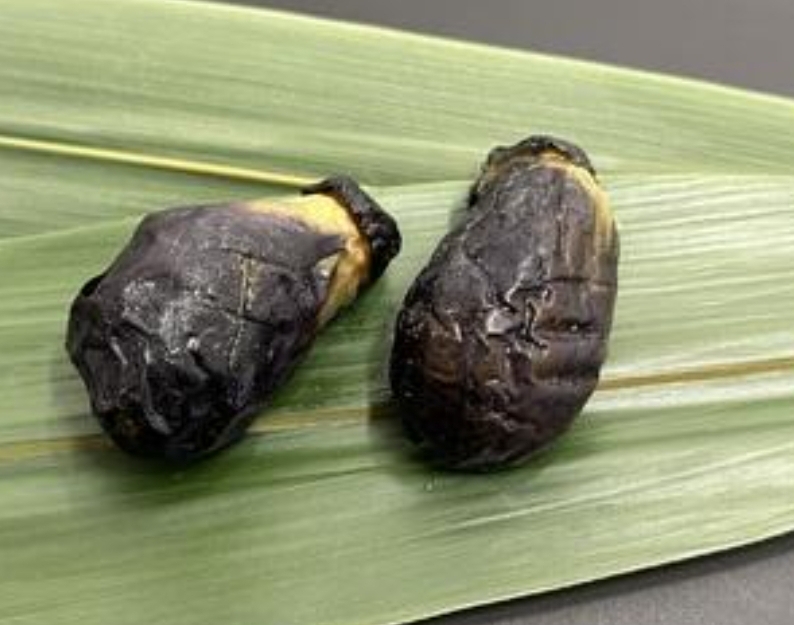 割烹小なす（５５０ｇ）２５ケ
