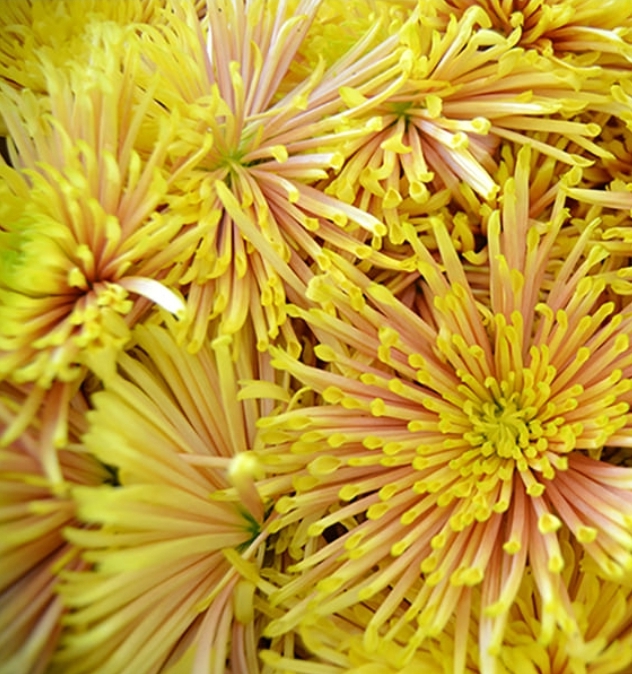 もって菊　黄　（１ｋｇ）特撰