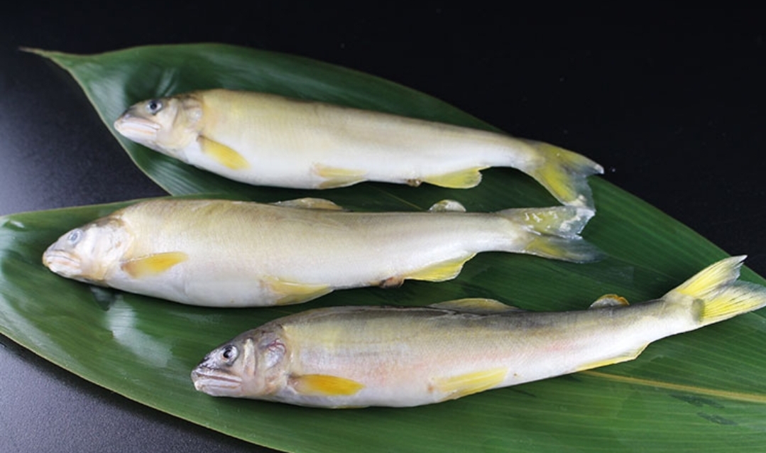 冷鮎（１ｋｇ）１４尾　中国産