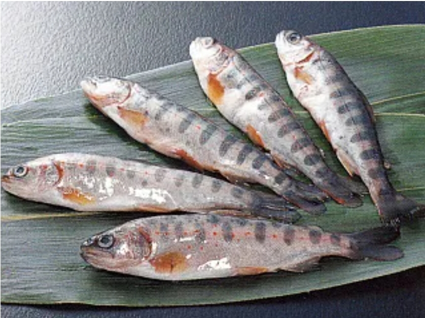 あまご稚魚＜小＞　５００ｇ×２袋