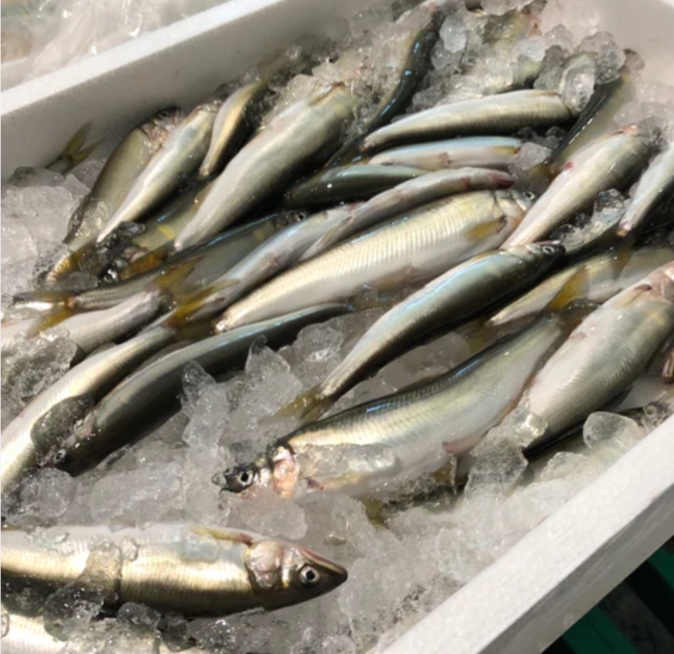 稚鮎　５００ｇ