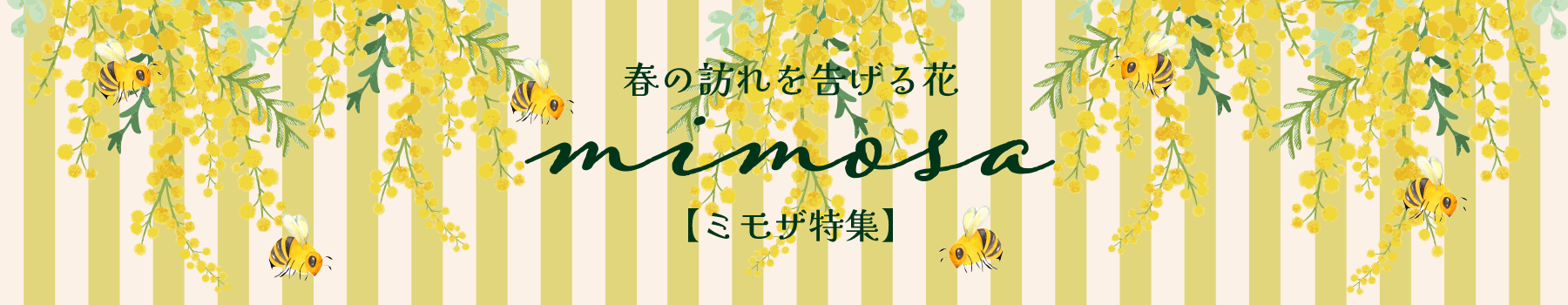 ミモザ
