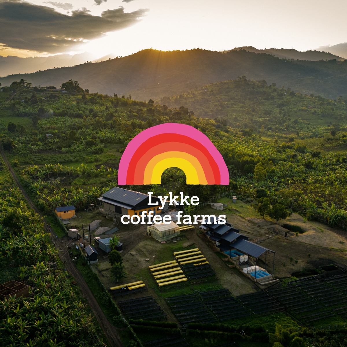 Lykke coffee farms Japan 公式Instagram