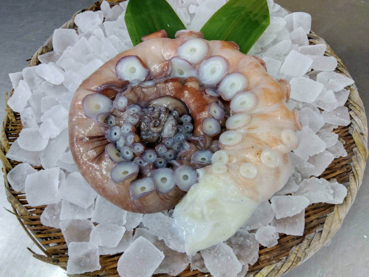 生 ミズタコ足