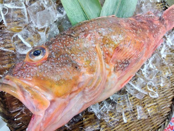 ウッカリカサゴ