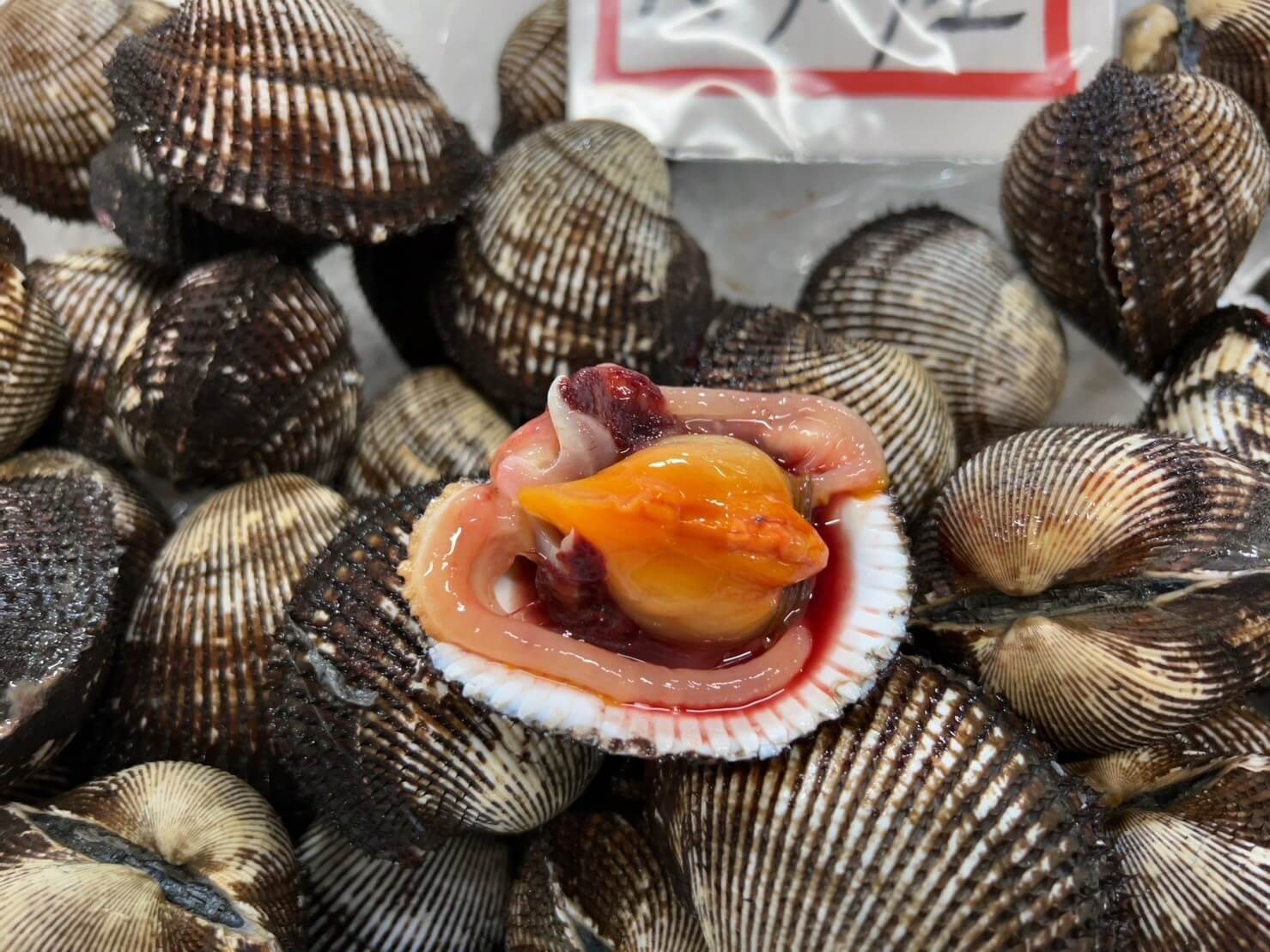 赤貝（アカガイ）