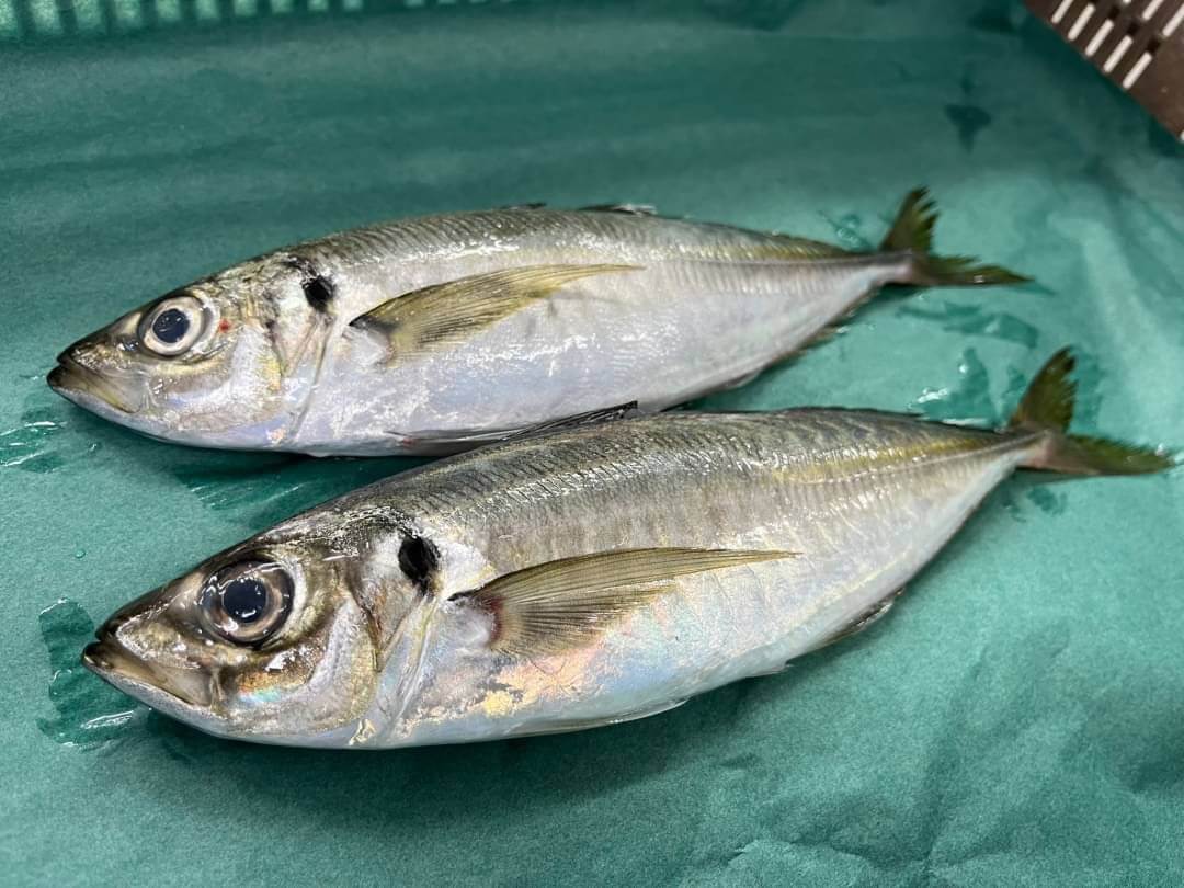 マアジ