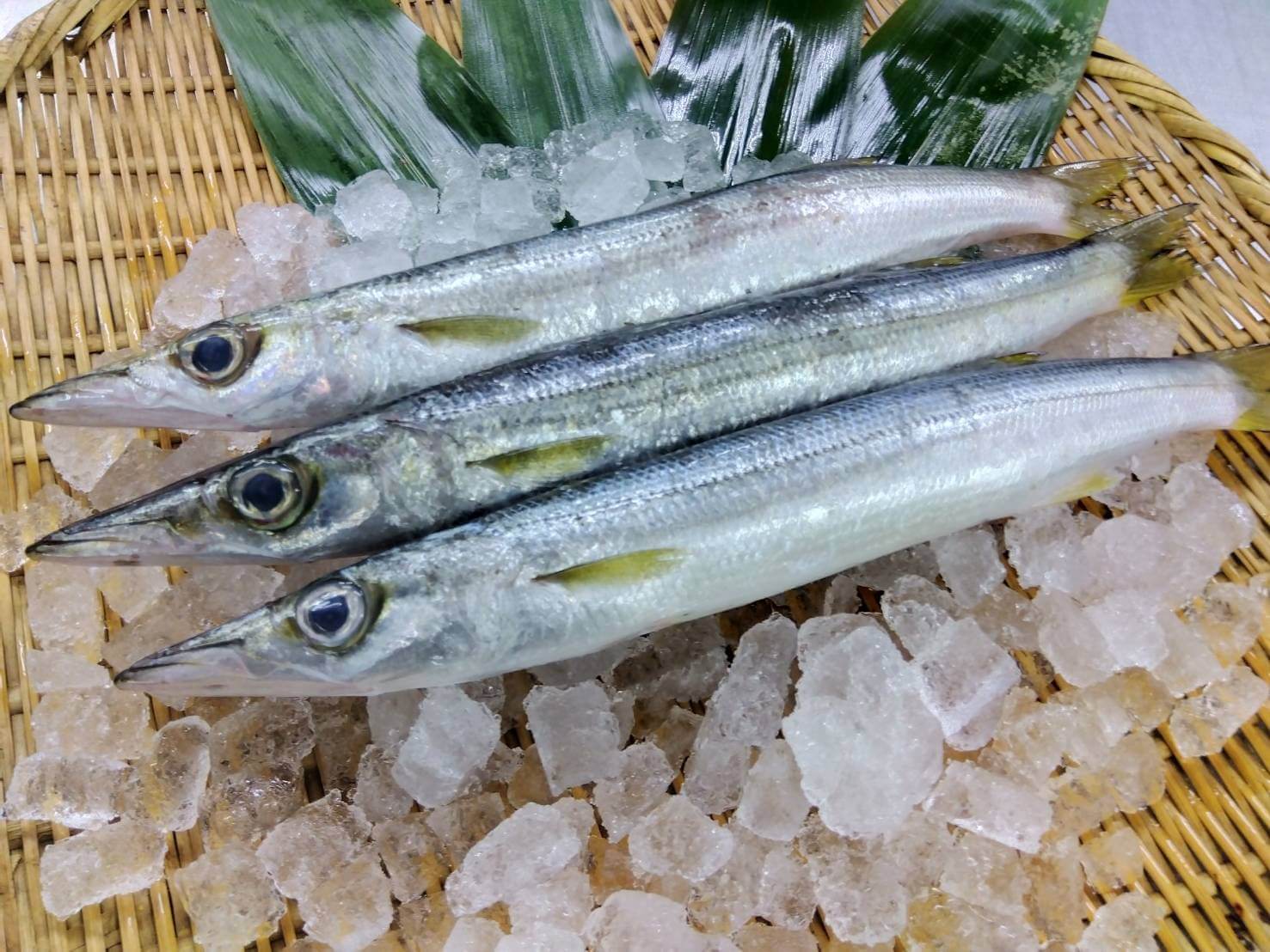 アカカマス