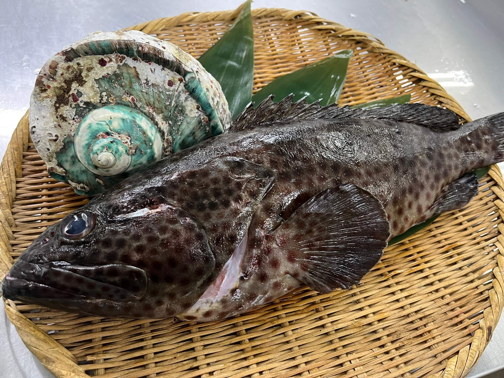 ヒトミハタ