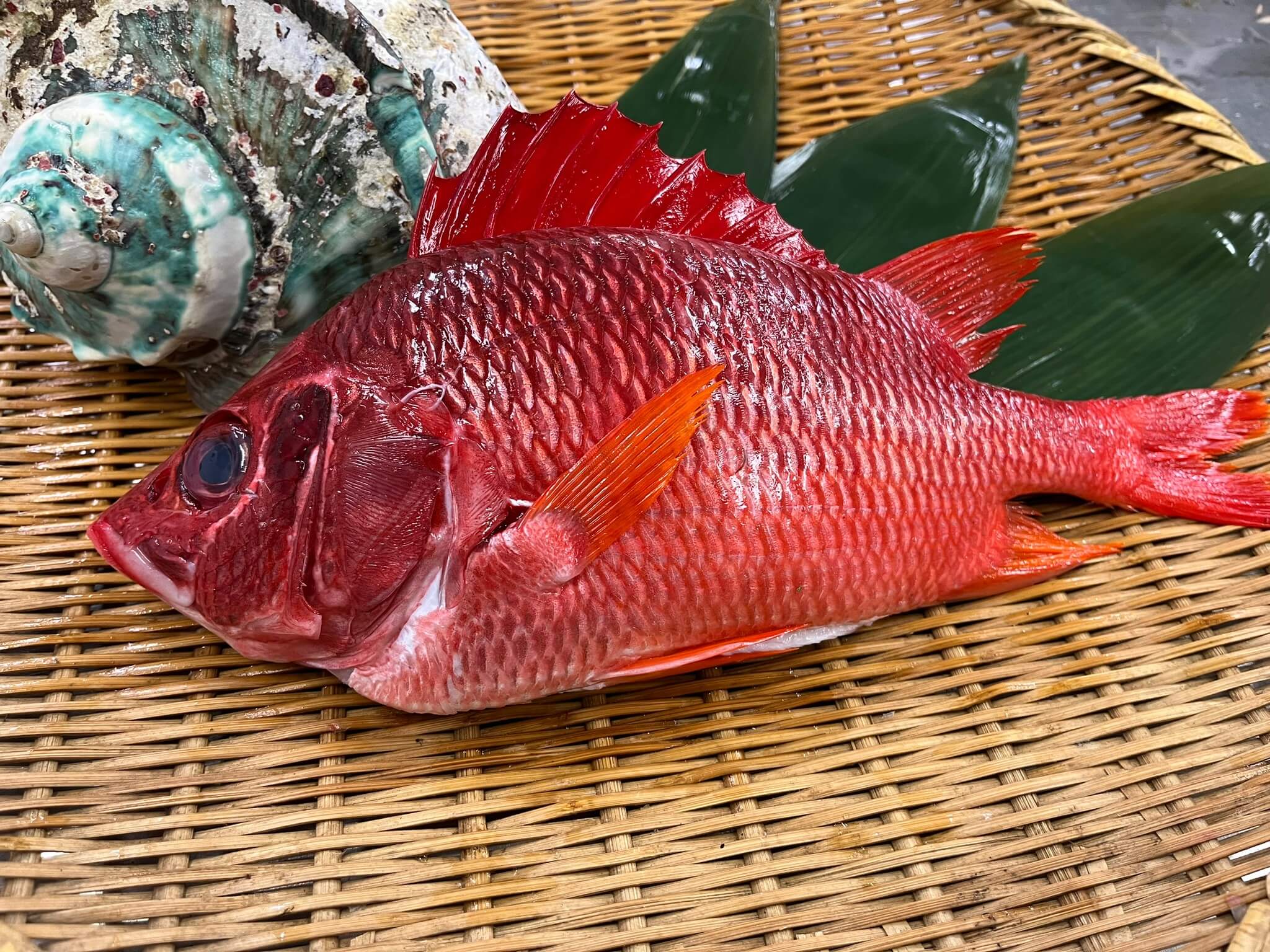 トガリエビス