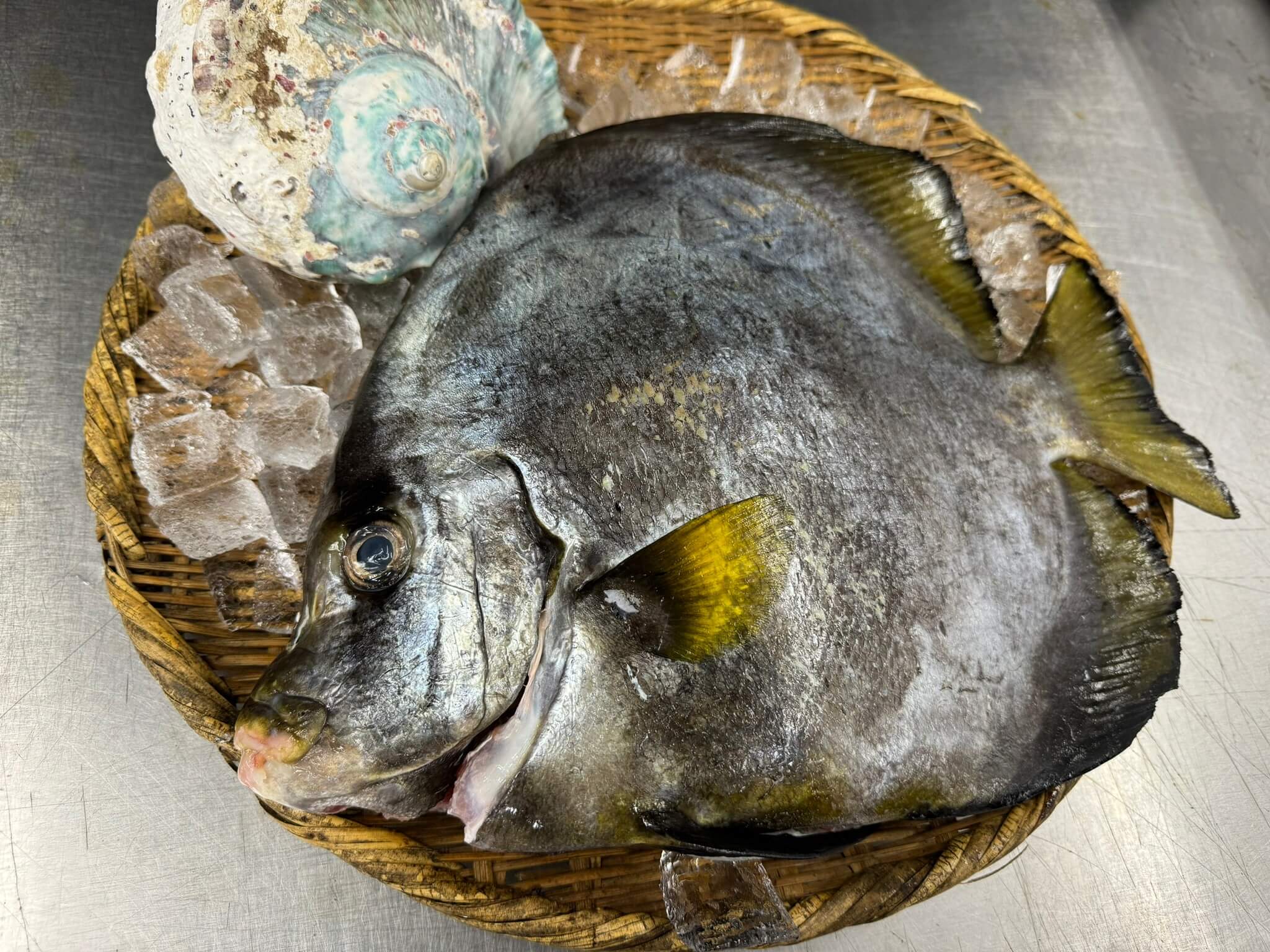 ツバメウオ
