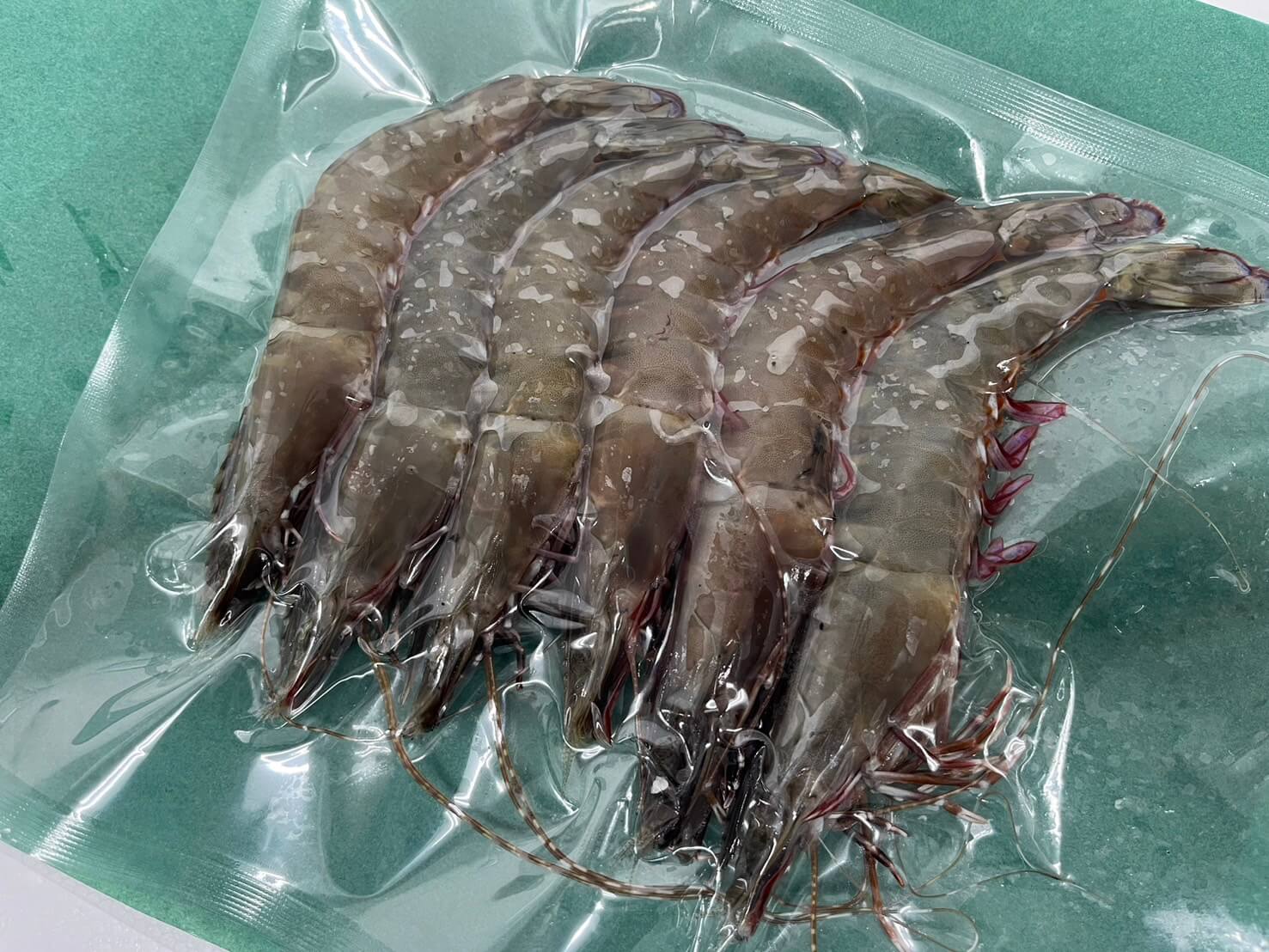 冷凍 アシアカエビ