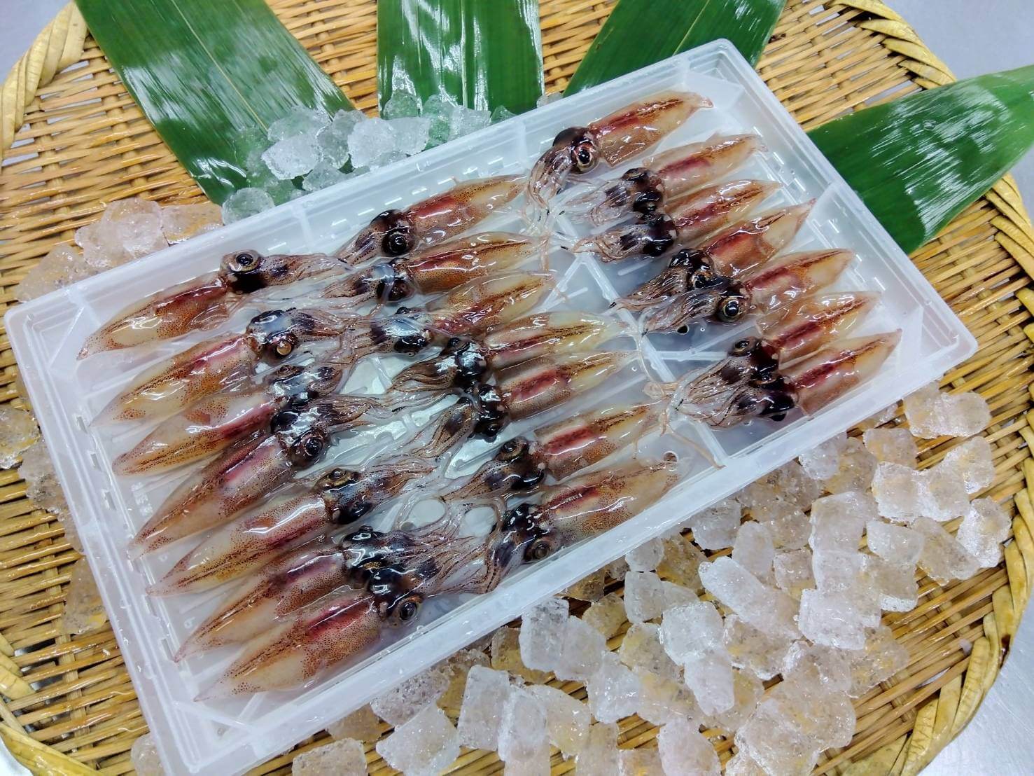 生ホタルイカ