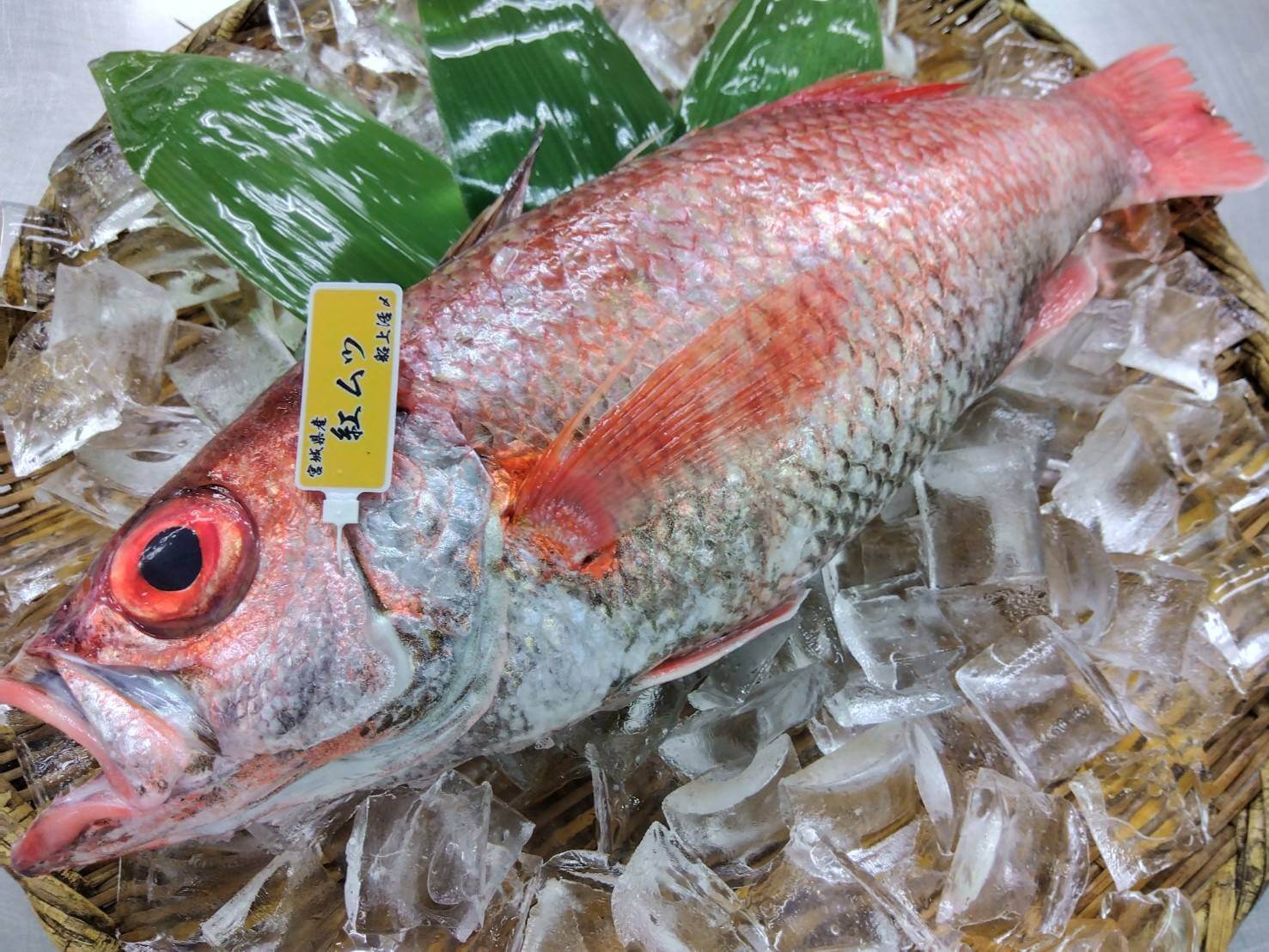 アカムツ（ノドグロ）