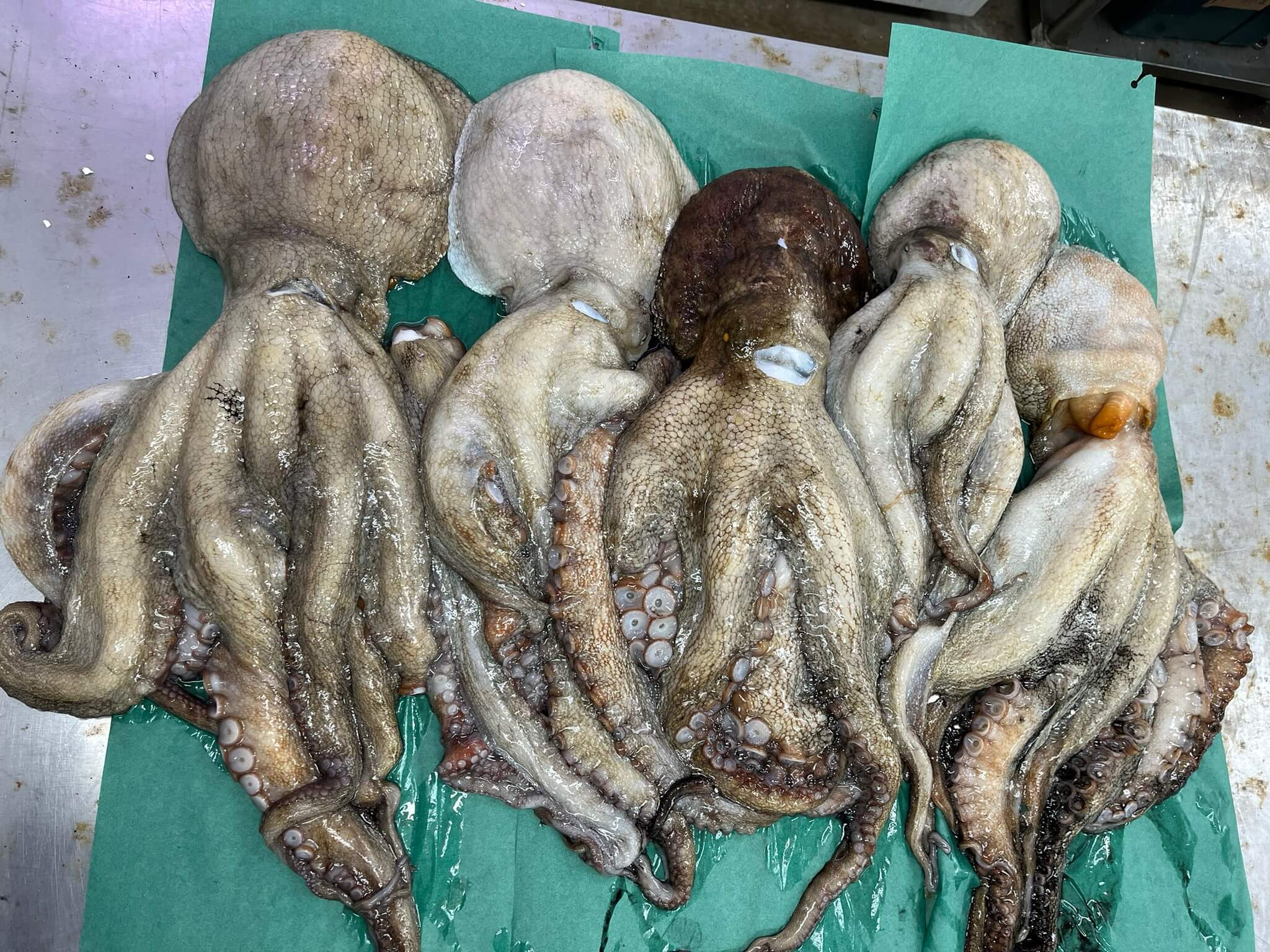国産 生冷マダコ