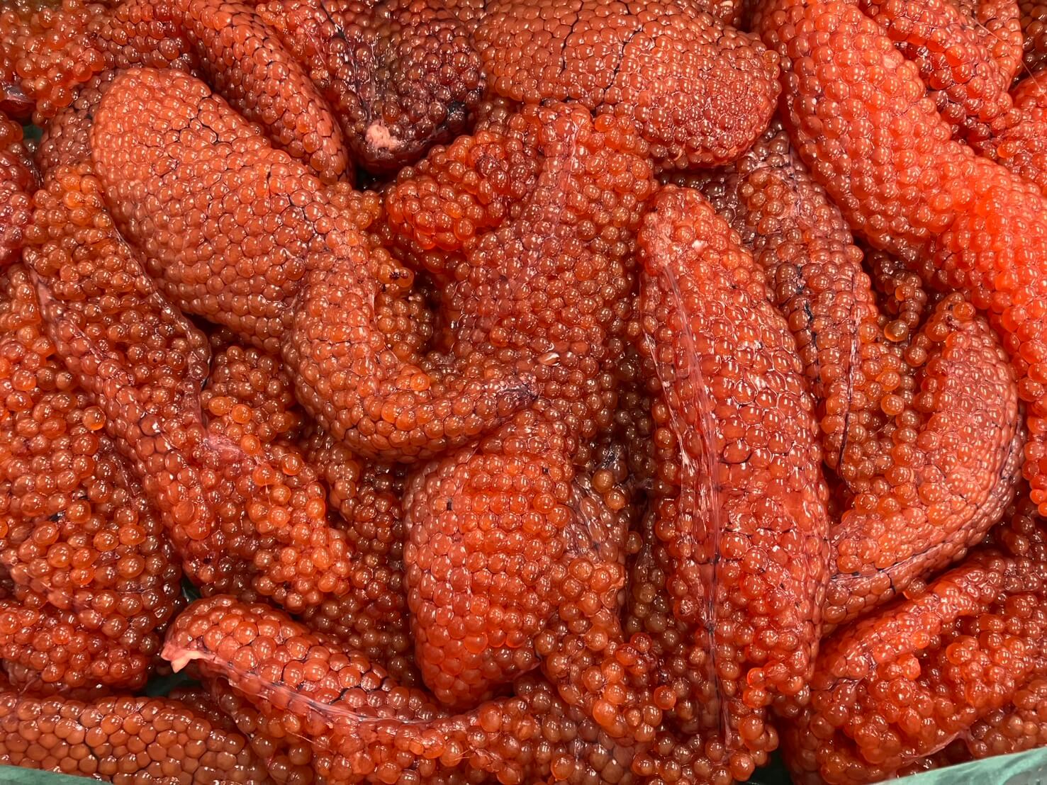 生スジコ