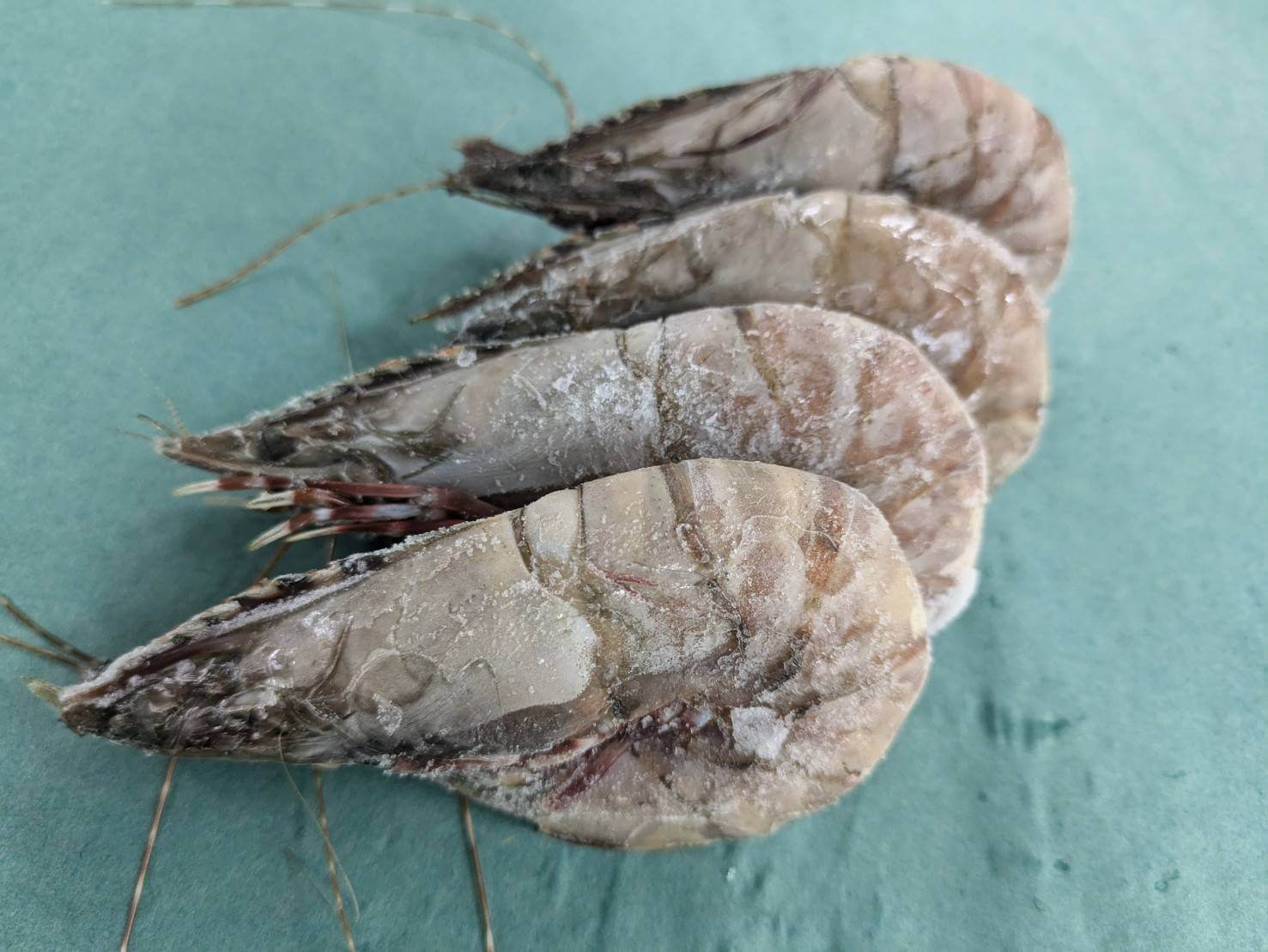 冷凍アシアカエビ