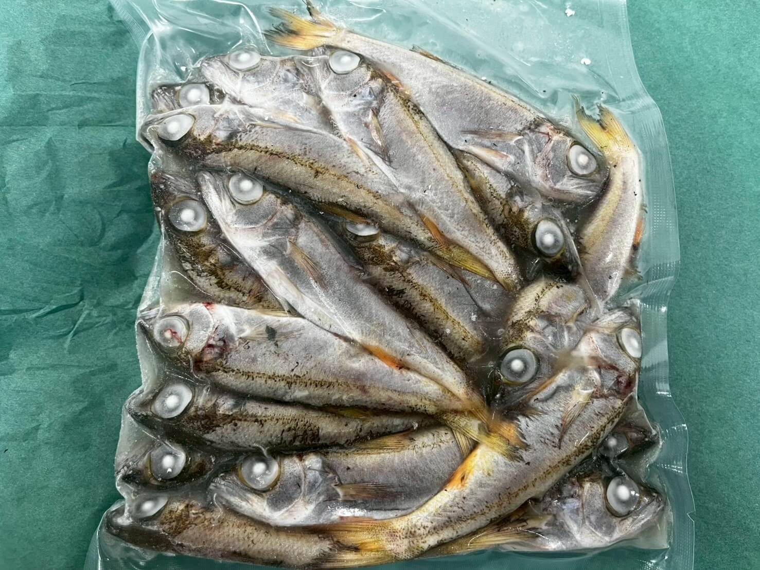 冷凍 小ムツパック