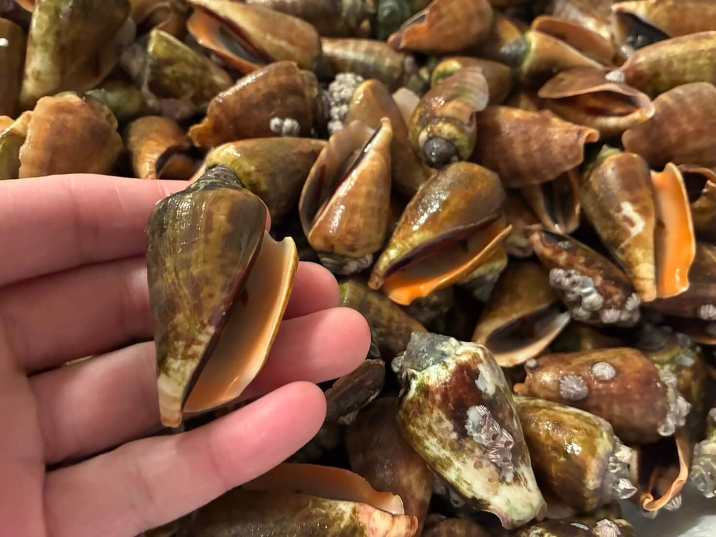 チャンバラ貝（マガキ貝）