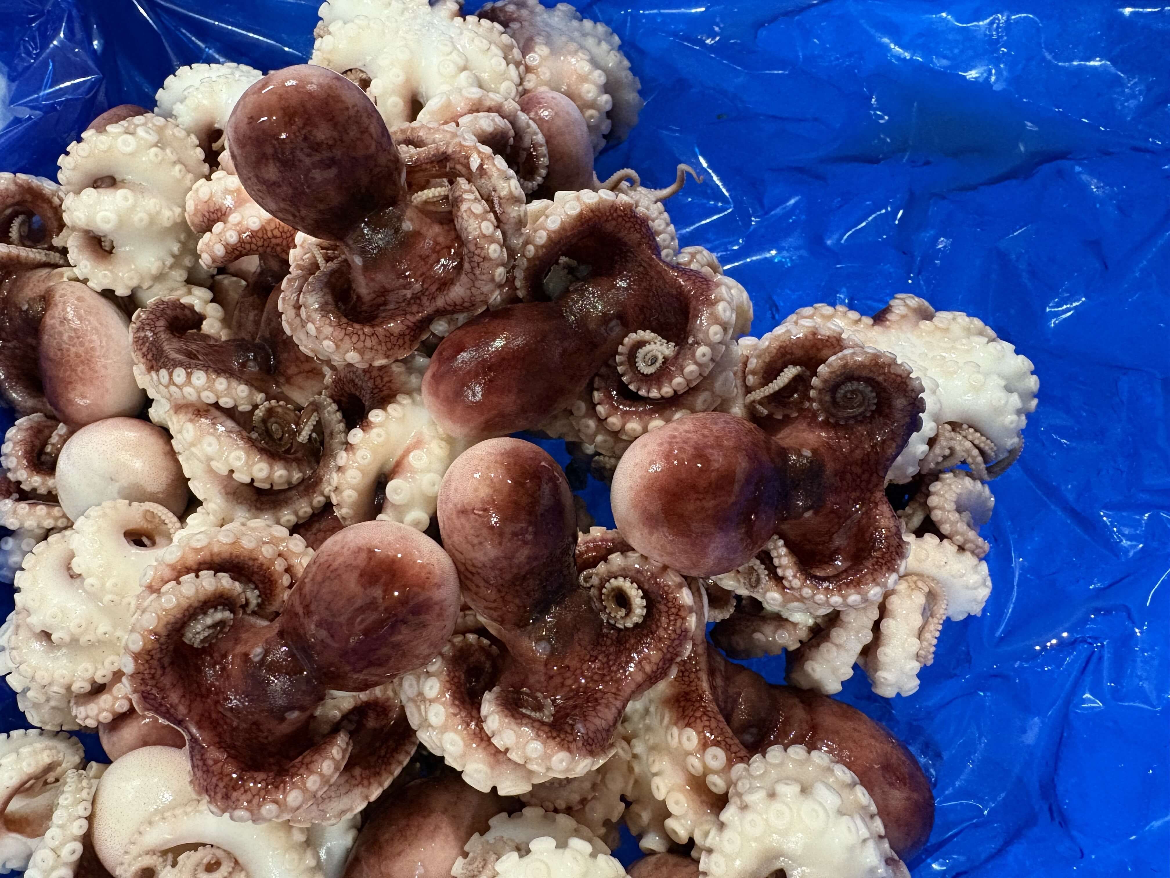 ボイルイイダコ