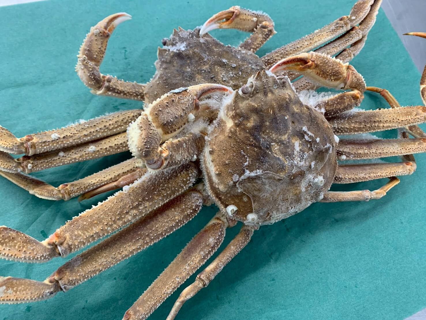 生冷 オオズワイガニ