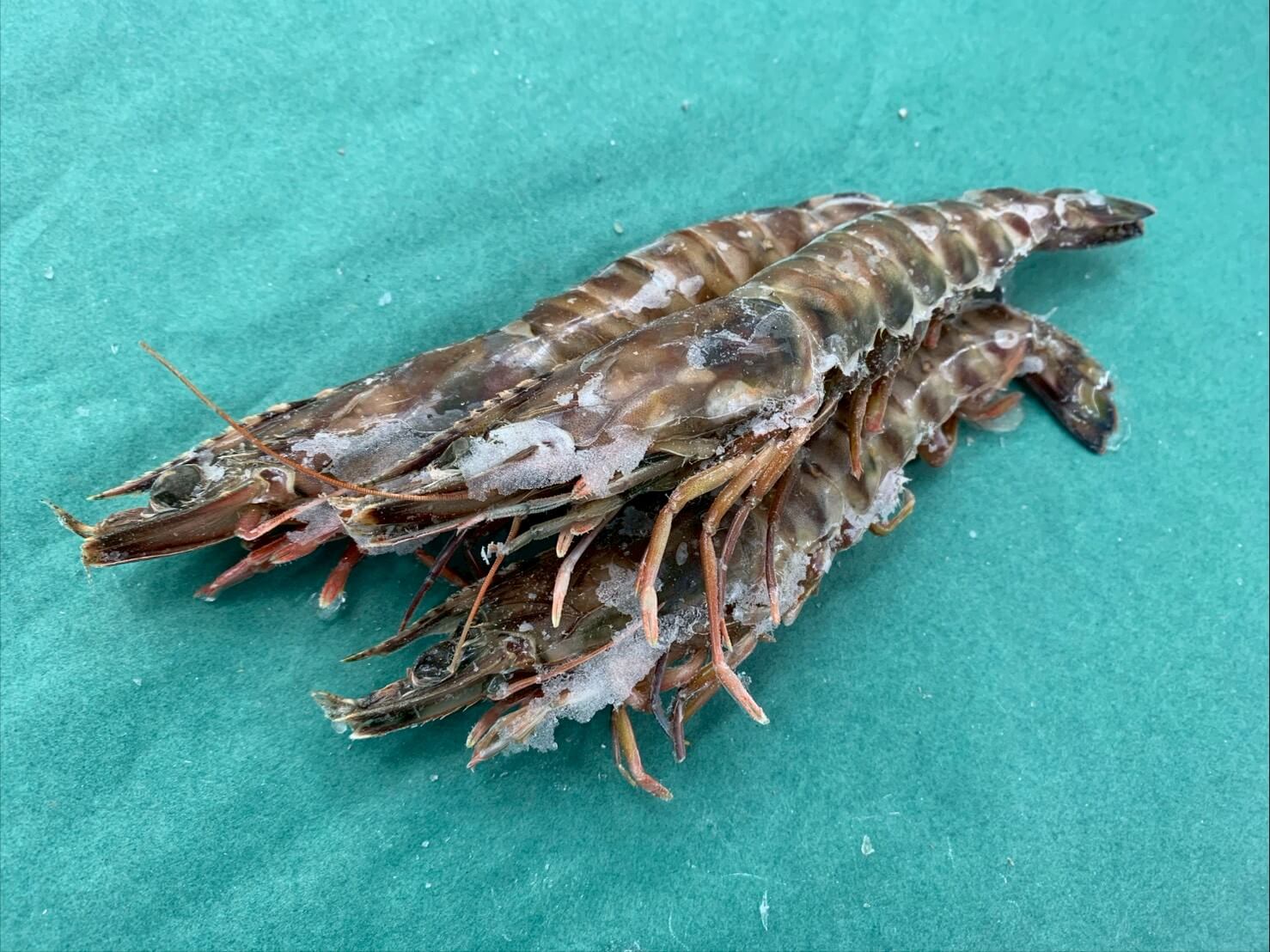 生冷 クルマエビ