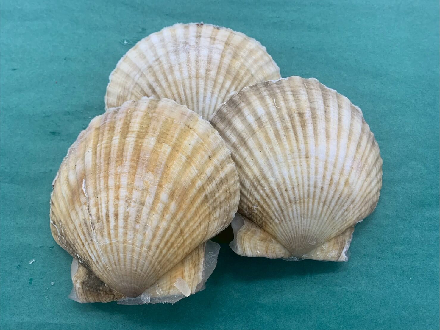 冷凍 殻付きホタテ