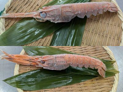冷凍 アカザエビ