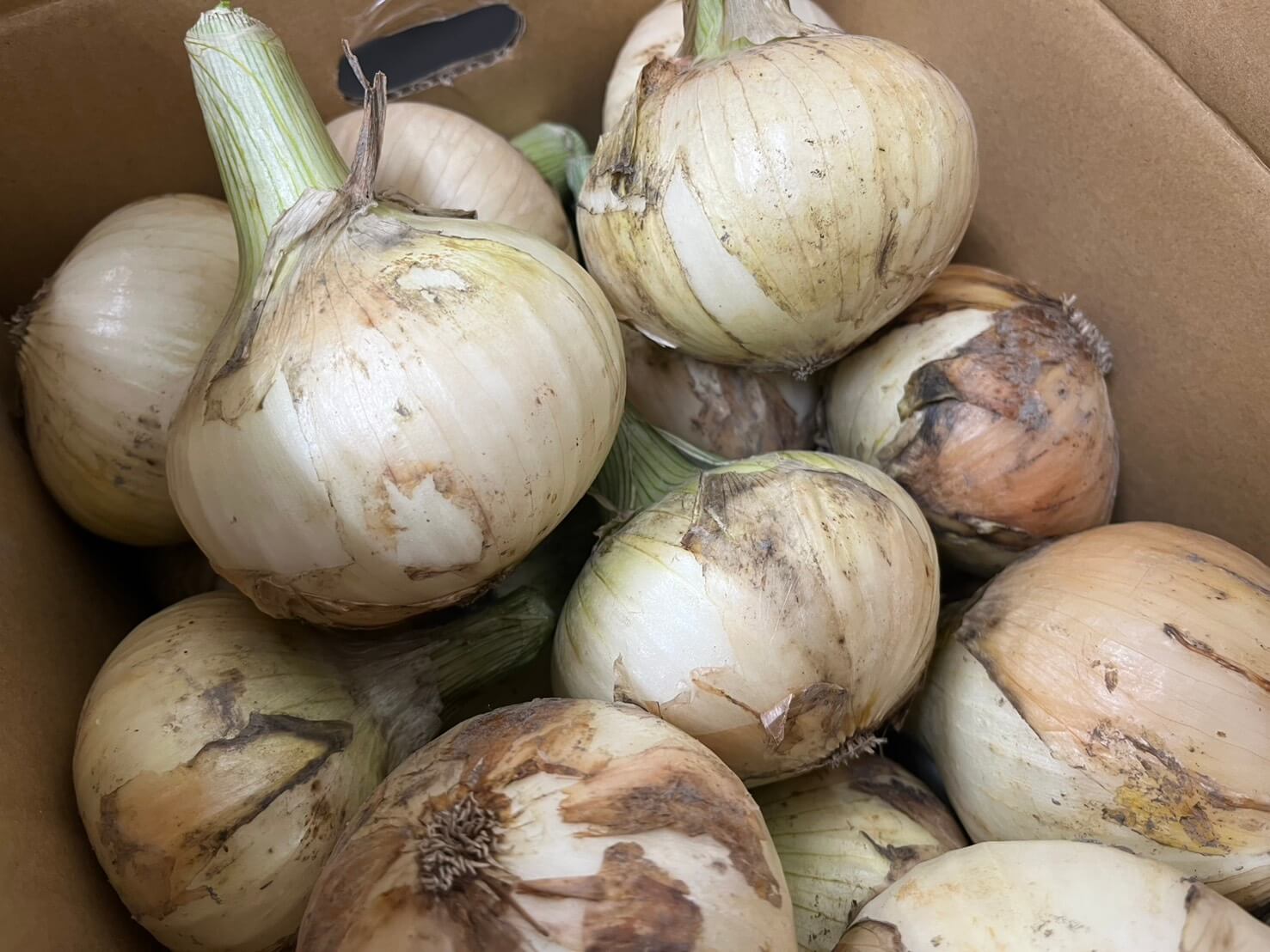 極早生（ごくわせ）新玉ねぎ